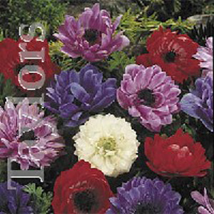 The St Brigid produces mixed colours of double flowered anemone and is ideal for potting.