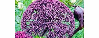 Unbranded Angelica Plant - Gigas