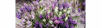 This beautiful angelonia boasts a compact well-branched habit producing a profusion of flowers in shades of blue pink purple and white. And whats more it requires no dead-heading! Height 25-30cm (9-12).