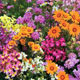 Unbranded Annuals Fairy Mixed Seeds