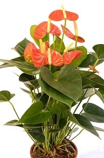 Unbranded Anthurium - Oilcloth flower