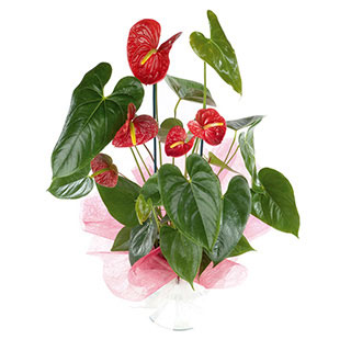 Unbranded Anthuriums