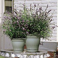 Anti Insect Lavender with Lovely Rustic Looking Pot