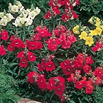 A stunning mix of dwarf growing habit with lovely Azalea-like open flowers in a wide range of colour