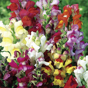 Unbranded Antirrhinum Chuckles Seeds