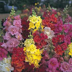 Unbranded Antirrhinum Double Madame Butterfly Mixed Seeds