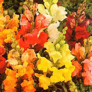 Unbranded Antirrhinum Dwarf Bedding Mixed Seeds