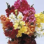 Unbranded Antirrhinum F1 Sweetheart Mix Seeds