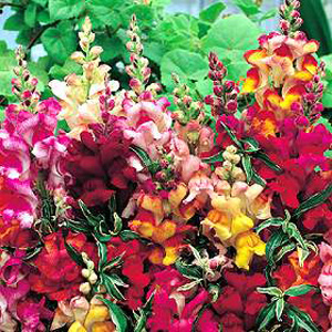 Unbranded Antirrhinum Frosted Flames Seeds