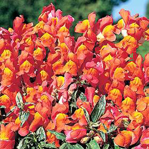 Unbranded Antirrhinum Frosted Sunset Seeds