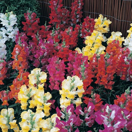 Unbranded Antirrhinum Kim Mixed F1 Plants (Snapdragon)