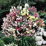 Unbranded Antirrhinum Lampion Seeds