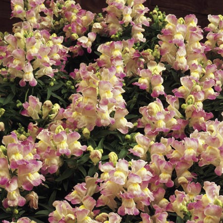Unbranded Antirrhinum Lavender Lass F1 Seeds Average Seeds