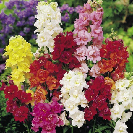 Unbranded Antirrhinum Madame Butterfly F1 Plants Pack of