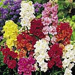 Unbranded Antirrhinum Madame Butterfly F1 Seeds 418528.htm
