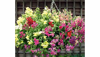 Unbranded Antirrhinum Seeds - Pola Mixed F1