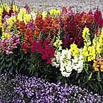Unbranded Antirrhinum Sonnet Mixed F1 Seed 418501.htm