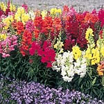 Unbranded Antirrhinum Sonnet Mixed F1 Seed