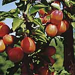 Unbranded Apricot Larquen 479495.htm