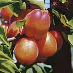 An outstanding self-fertile variety from New Zealand which is now giving bumper crops in UK orchards
