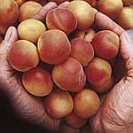 Unbranded Apricot Petit Muscat 479509.htm