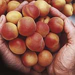 Unbranded Apricot Petit Muscat