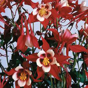 Unbranded Aquilegia Danish Dwarf Seeds