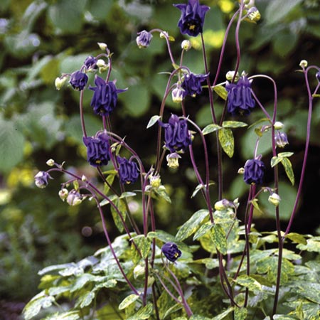 Unbranded Aquilegia Leprechaun Gold Seeds Average Seeds 90
