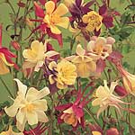 Aquilegia Long-Spurred Choice Mixed Seeds