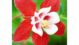 Unbranded Aquilegia Plant - Red Star