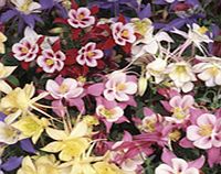 Unbranded Aquilegia Potted Plants - Swan Mix