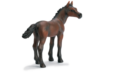 Unbranded Arabian Foal