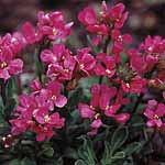 Unbranded Arabis Red Sensation Seeds