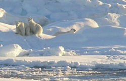 Arctic diving, photography and wildlife expedition