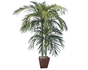 Unbranded Areca palm giant plant