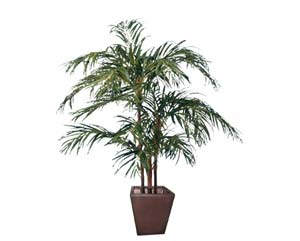 Unbranded Areca palm