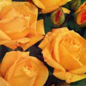 Unbranded Arthur Bell Floribunda Rose
