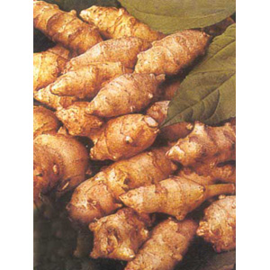 The Jerusalem is excellent for salads and can be planted and lifted similarly to potatoes.