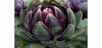 Unbranded Artichoke Plants - Purple Globe