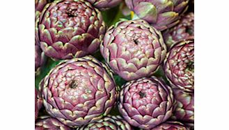 Unbranded Artichoke Seeds - Purple de Provence
