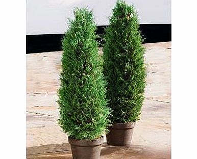 Unbranded Artificial 91cm Dwarf Conifer Tree - Pack of 2