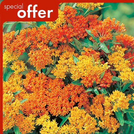 Unbranded Asclepias Tuberosa Plants Pack of 3 Bare Root