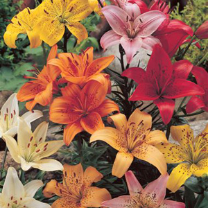 Unbranded Asiatic Lilies Mix x 25
