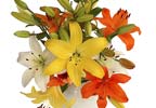 A fabulous bouquet with six stems of beautifully scented Asiatic Lilies in orange, yellow and