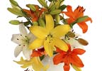 Asiatic Lilies