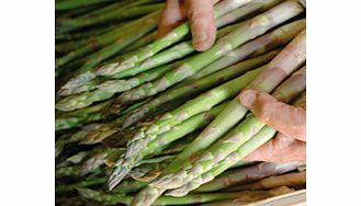 Unbranded Asparagus Crowns - Guelph Millennium
