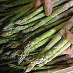 Unbranded Asparagus Crowns Pacific 2000 481551.htm