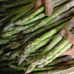 A hybrid green asparagus that is high yielding and forms a very long lasting bed. Trials show it to 