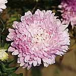 Unbranded Aster Apollonia Appleblossom Seeds 419096.htm