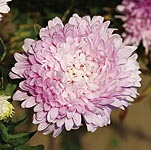 Brighten your autumn garden with these beautiful pale pink blooms. The strong-stemmed  multi-branchi